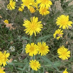 Picris angustifolia subsp. merxmuelleri at Cotter River, ACT - 26 Feb 2023