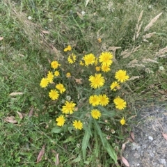 Picris angustifolia subsp. merxmuelleri at Cotter River, ACT - 26 Feb 2023