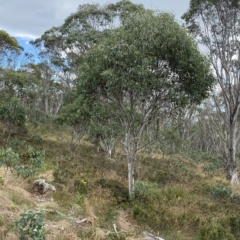 Eucalyptus pauciflora subsp. pauciflora (White Sally, Snow Gum) at Cotter River, ACT - 25 Feb 2023 by Tapirlord