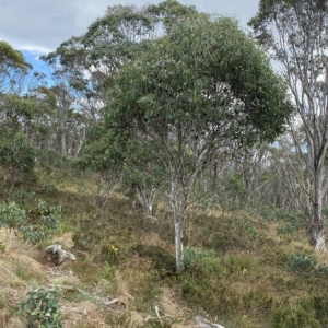 Eucalyptus pauciflora subsp. pauciflora at Namadgi National Park - 26 Feb 2023 10:45 AM