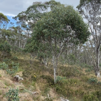 Eucalyptus pauciflora subsp. pauciflora (White Sally, Snow Gum) at Namadgi National Park - 25 Feb 2023 by Tapirlord