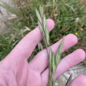 Bromus catharticus at Cotter River, ACT - 26 Feb 2023