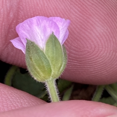 Geranium solanderi var. solanderi (Native Geranium) at Cotter River, ACT - 25 Feb 2023 by Tapirlord