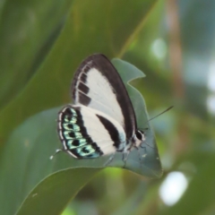 Nacaduba cyanea (Tailed Green–banded Blue) at Fitzroy Island, QLD - 31 Mar 2023 by MatthewFrawley