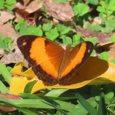 Cupha prosope (Bordered Rustic) at Fitzroy Island, QLD - 31 Mar 2023 by MatthewFrawley