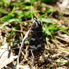 Apina callisto (Pasture Day Moth) at Molonglo River Reserve - 5 Apr 2023 by Thurstan