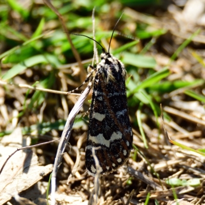 Apina callisto (Pasture Day Moth) at Kama - 5 Apr 2023 by Thurstan