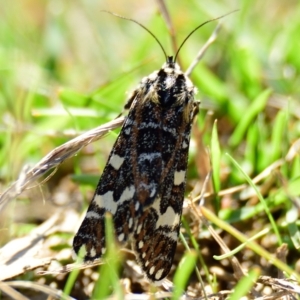 Apina callisto at Molonglo Valley, ACT - 5 Apr 2023