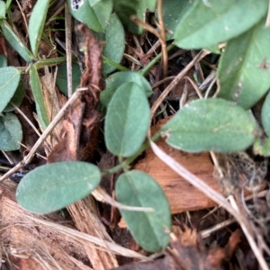 Glycine tabacina at Hackett, ACT - 4 Apr 2023