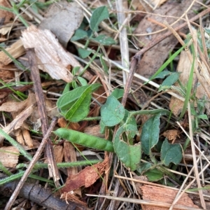 Glycine tabacina at Hackett, ACT - 4 Apr 2023