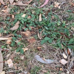 Glycine tabacina at Hackett, ACT - 4 Apr 2023