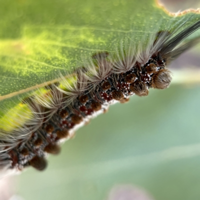 Euproctis (genus) (A Tussock Moth) at Canberra, ACT - 5 Apr 2023 by Hejor1