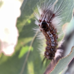 Euproctis (genus) at Canberra, ACT - 5 Apr 2023