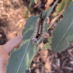 Euproctis (genus) at Canberra, ACT - 5 Apr 2023