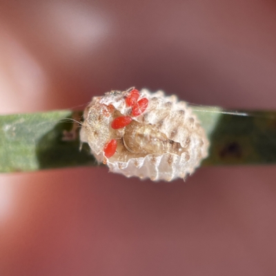 Coccinellidae (family) (Unidentified lady beetle) at Canberra, ACT - 5 Apr 2023 by Hejor1