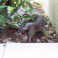 Unidentified Monitor or Gecko at Fitzroy Island, QLD - 30 Mar 2023 by MatthewFrawley