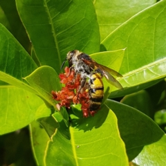 Unidentified Wasp (Hymenoptera, Apocrita) at Fitzroy Island, QLD - 31 Mar 2023 by MatthewFrawley