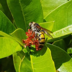 Radumeris tasmaniensis (Yellow Hairy Flower Wasp) at Fitzroy Island, QLD - 31 Mar 2023 by MatthewFrawley