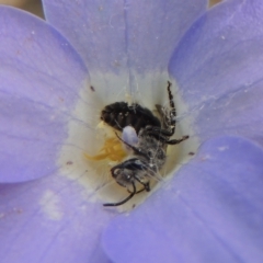 Lasioglossum (Chilalictus) sp. (genus & subgenus) (Halictid bee) at Flea Bog Flat, Bruce - 30 Oct 2022 by michaelb
