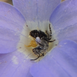 Lasioglossum (Chilalictus) sp. (genus & subgenus) at Aranda, ACT - 30 Oct 2022