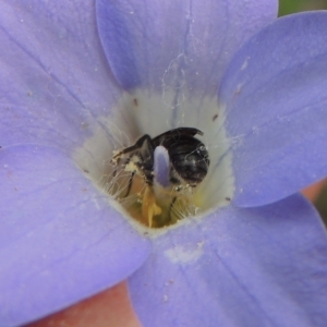 Lasioglossum (Chilalictus) sp. (genus & subgenus) at Aranda, ACT - 30 Oct 2022