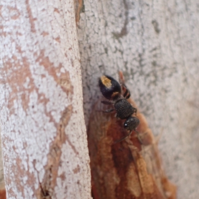 Mutillidae (family) (Unidentified Mutillid wasp or velvet ant) at Murrumbateman, NSW - 4 Apr 2023 by SimoneC