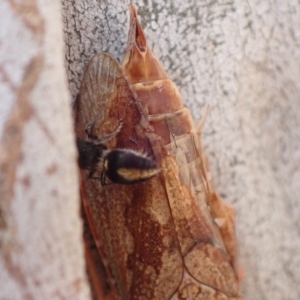 Mutillidae (family) at Murrumbateman, NSW - 4 Apr 2023 04:56 PM