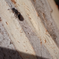 Mutillidae (family) at Murrumbateman, NSW - 4 Apr 2023 04:56 PM