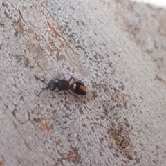 Mutillidae (family) at Murrumbateman, NSW - 4 Apr 2023 04:56 PM