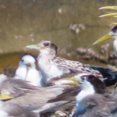 Thalasseus bergii (Crested Tern) at Fitzroy Island, QLD - 31 Mar 2023 by MatthewFrawley