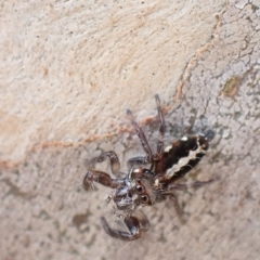 Sandalodes bipenicillatus (Double-brush jumper) at Murrumbateman, NSW - 4 Apr 2023 by SimoneC