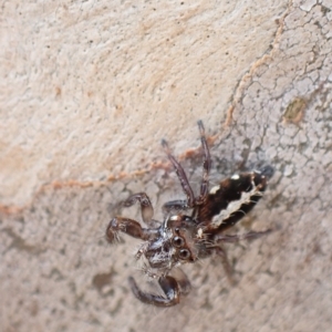 Sandalodes bipenicillatus at Murrumbateman, NSW - 4 Apr 2023