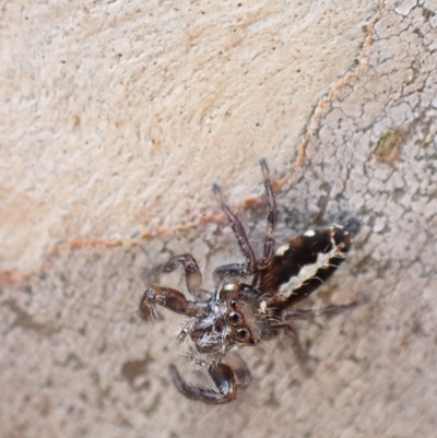 Sandalodes bipenicillatus (Double-brush jumper) at Murrumbateman, NSW - 4 Apr 2023 by SimoneC