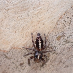 Sandalodes bipenicillatus at Murrumbateman, NSW - 4 Apr 2023