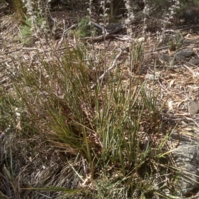 Dianella revoluta (Black-Anther Flax Lily) at Cooma, NSW - 5 Apr 2023 by mahargiani