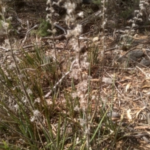 Dianella revoluta at Cooma, NSW - 5 Apr 2023