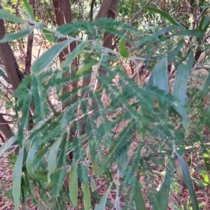 Acacia melanoxylon at Isaacs, ACT - 5 Apr 2023 05:11 PM