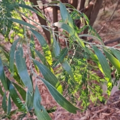 Acacia melanoxylon at Isaacs, ACT - 5 Apr 2023 05:11 PM