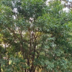 Acacia melanoxylon at Isaacs, ACT - 5 Apr 2023