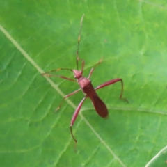 Unidentified Insect at Fitzroy Island, QLD - 31 Mar 2023 by MatthewFrawley