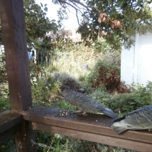 Callocephalon fimbriatum at Hughes, ACT - suppressed