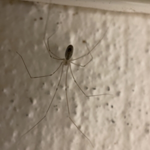 Pholcus phalangioides at Braddon, ACT - 5 Apr 2023