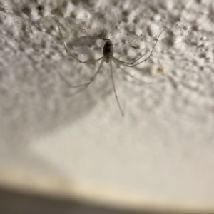 Pholcus phalangioides at Braddon, ACT - 5 Apr 2023