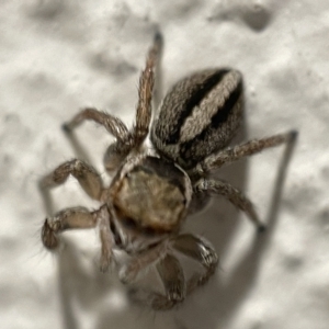 Maratus scutulatus at Braddon, ACT - 5 Apr 2023