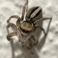 Maratus scutulatus at Braddon, ACT - 5 Apr 2023