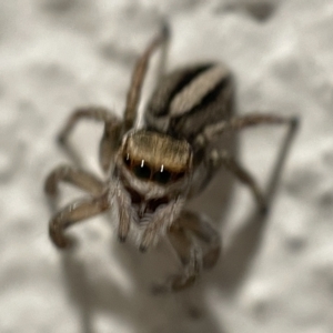 Maratus scutulatus at Braddon, ACT - 5 Apr 2023