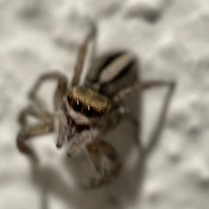 Maratus scutulatus at Braddon, ACT - 5 Apr 2023