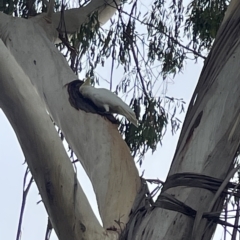 Cacatua galerita (Sulphur-crested Cockatoo) at Corroboree Park - 5 Apr 2023 by Hejor1
