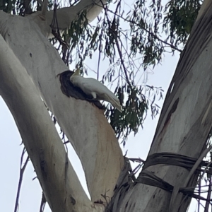 Cacatua galerita at Corroboree Park - 5 Apr 2023