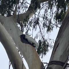 Cacatua galerita at Corroboree Park - 5 Apr 2023